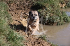 Terrier - Border