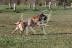 Terrier - Border