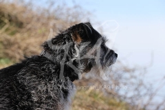 Terrier - Border