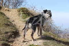 Terrier - Border