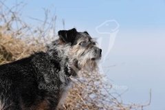 Terrier - Border