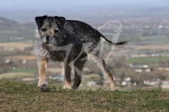 Terrier - Border