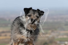 Terrier - Border