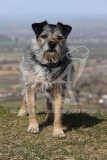 Terrier - Border