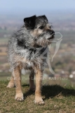Terrier - Border