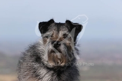 Terrier - Border