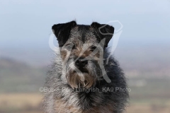 Terrier - Border