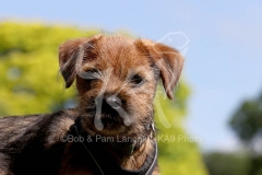 Terrier - Border
