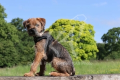 Terrier - Border