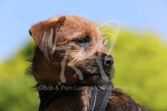 Terrier - Border