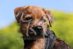 Terrier - Border