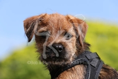 Terrier - Border