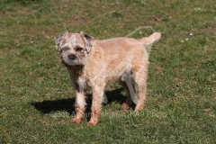 Terrier - Border