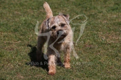 Terrier - Border