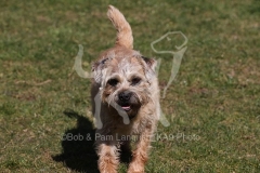 Terrier - Border