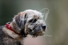 Terrier - Border