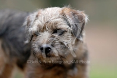 Terrier - Border