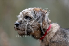 Terrier - Border