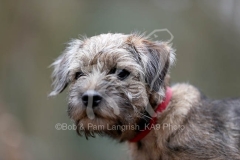 Terrier - Border