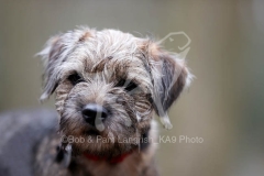 Terrier - Border