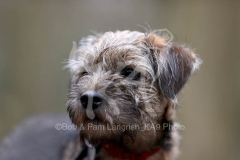Terrier - Border