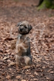 Terrier - Border
