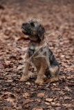 Terrier - Border