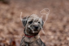 Terrier - Border