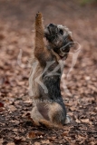 Terrier - Border