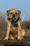 Terrier - Border