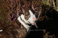 Terrier - Bull