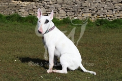 Terrier - Bull