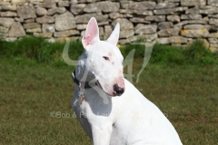 Terrier - Bull