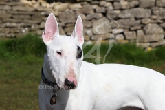 Terrier - Bull