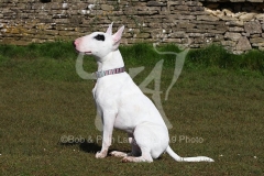 Terrier - Bull
