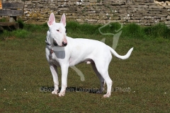 Terrier - Bull