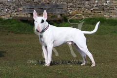 Terrier - Bull