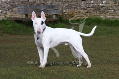 Terrier - Bull