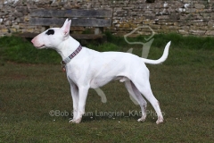 Terrier - Bull