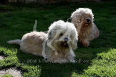 Terrier - Dandie Dinmont