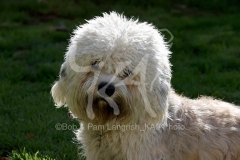 Terrier - Dandie Dinmont
