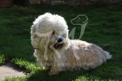 Terrier - Dandie Dinmont