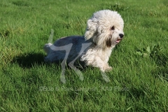 Terrier - Dandie Dinmont