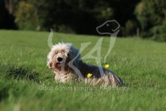 Terrier - Dandie Dinmont