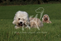 Terrier - Dandie Dinmont