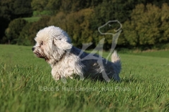 Terrier - Dandie Dinmont