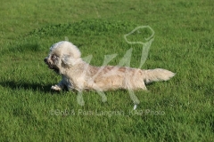 Terrier - Dandie Dinmont