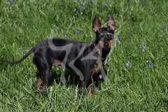 Terrier - English Toy