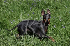 Terrier - English Toy