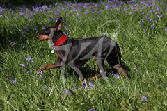 Terrier - English Toy